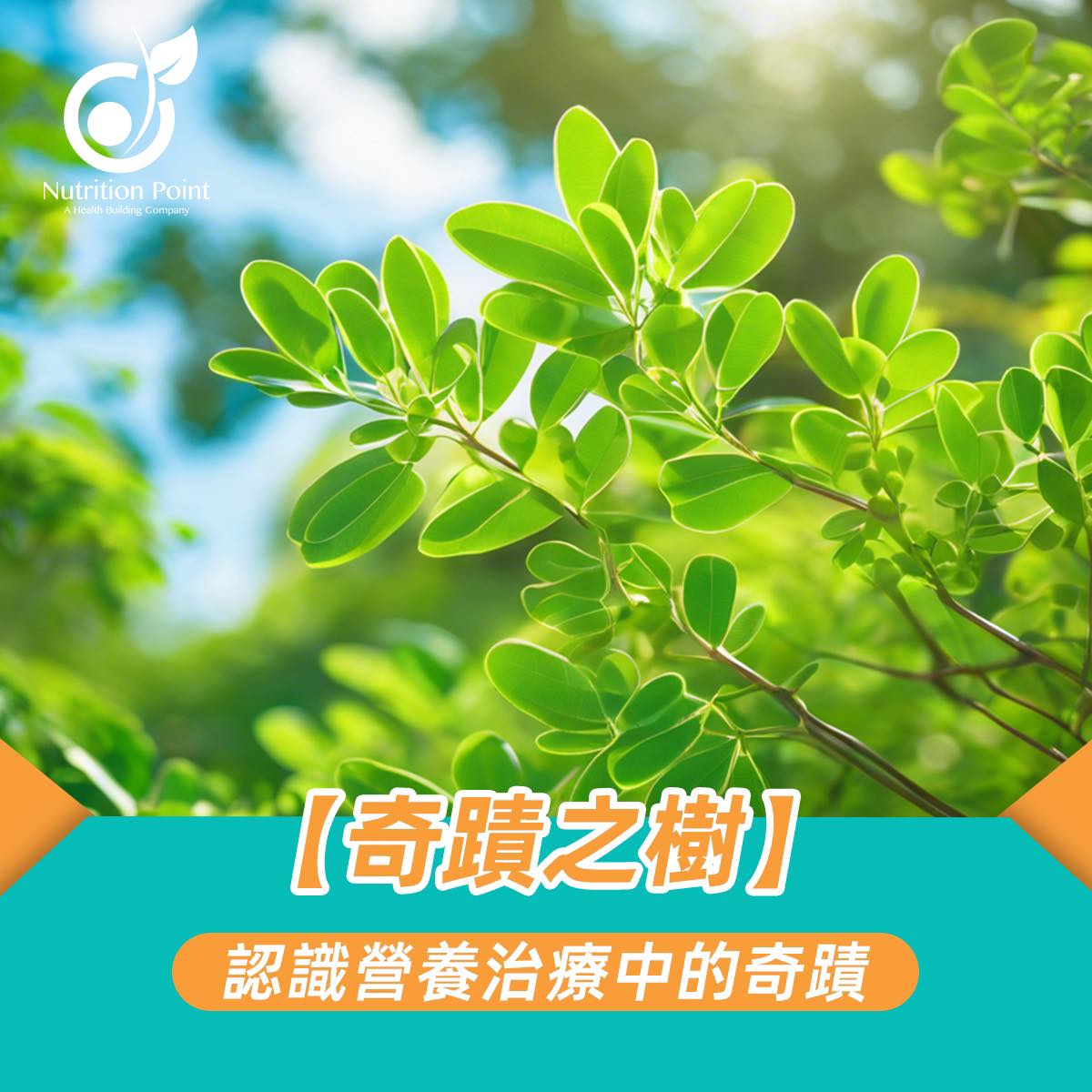 【奇蹟之樹】辣木的天然奇蹟